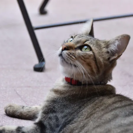 Πανσιόν Il Lapino Παλέρμο