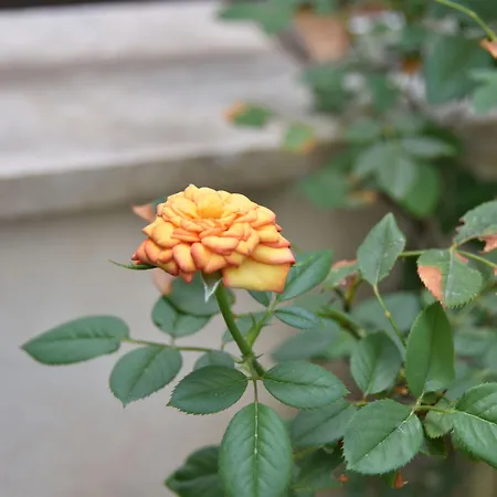 Il Lapino Πανσιόν 3*